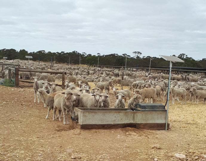 Sheep Feedlot Trial, Keith